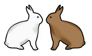 Rabbits_feature