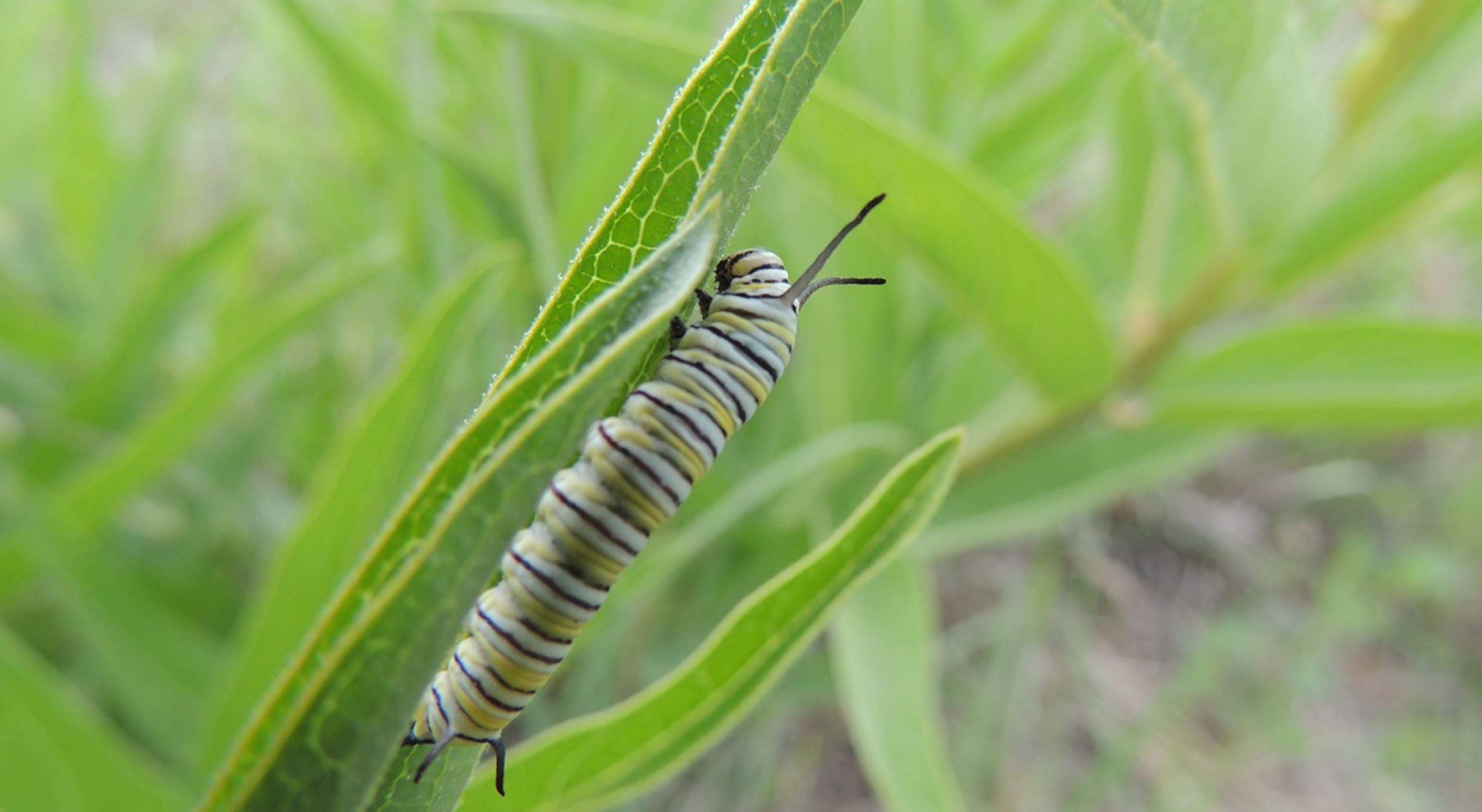 Monarch caterpilar