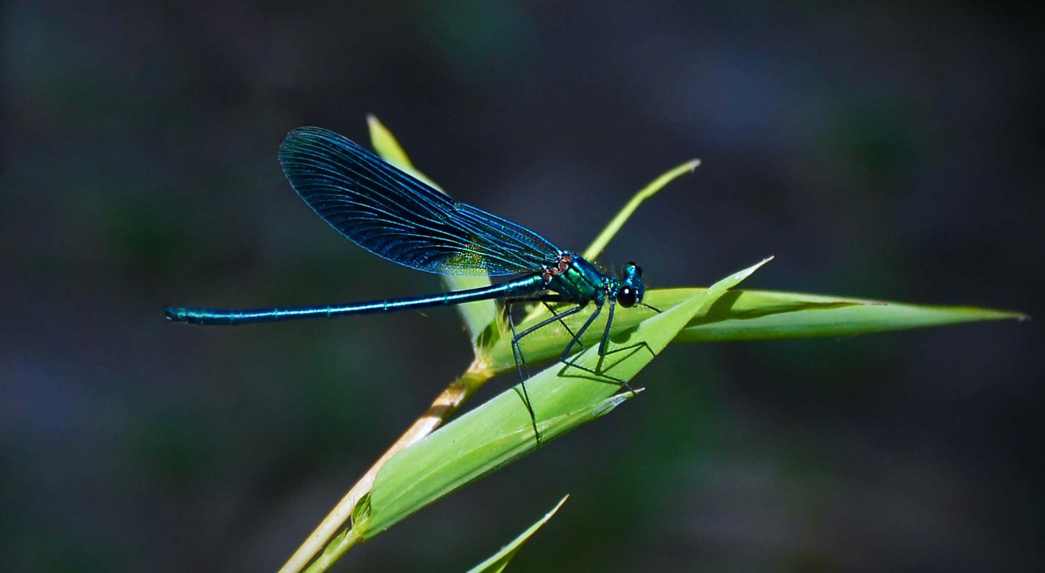 Dancing With Dragonflies U Of O Study Investigates Effects Of 