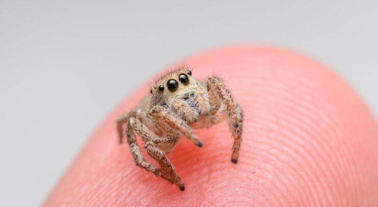 jumping spider