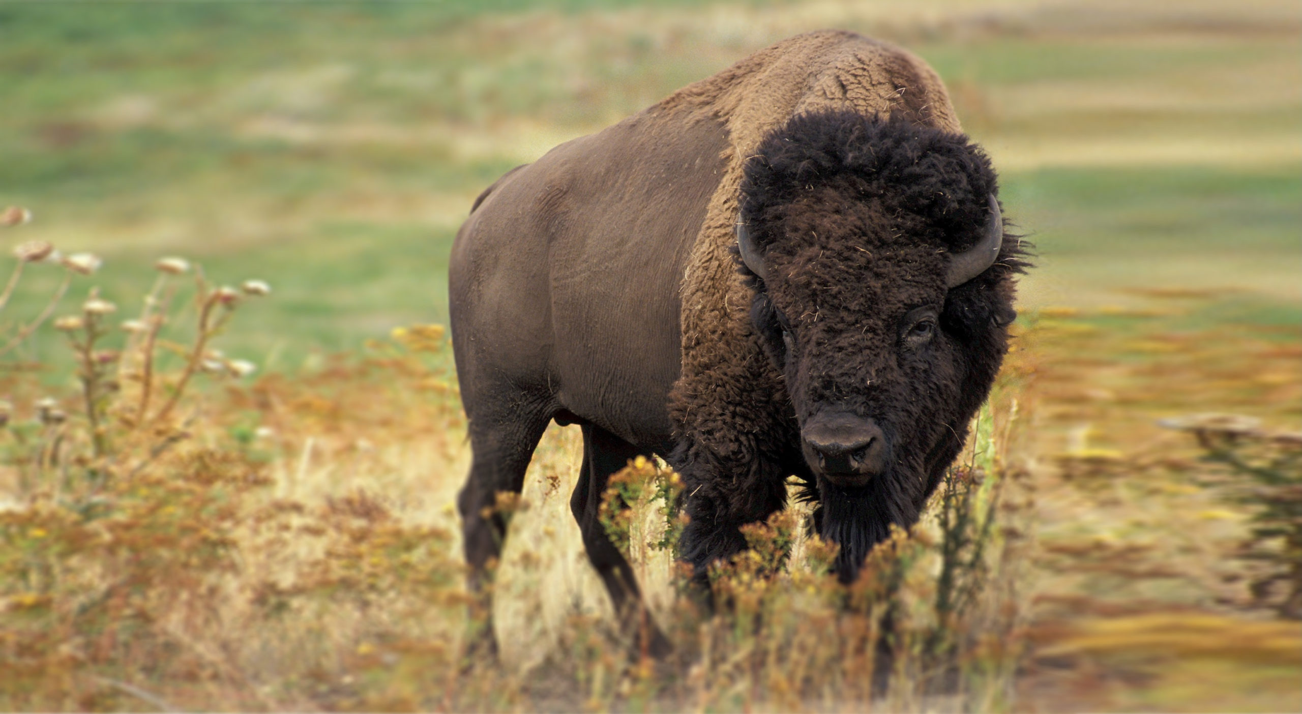 Wood bison