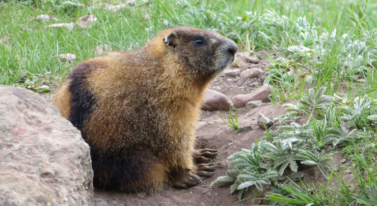 marmot