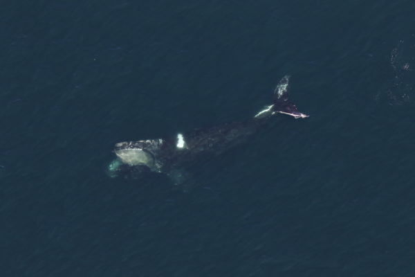 Aerial photo of whale.