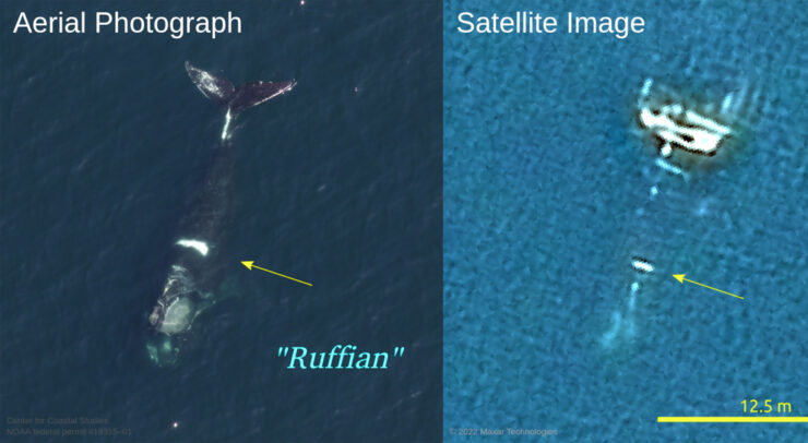 satellite and aerial image of whales