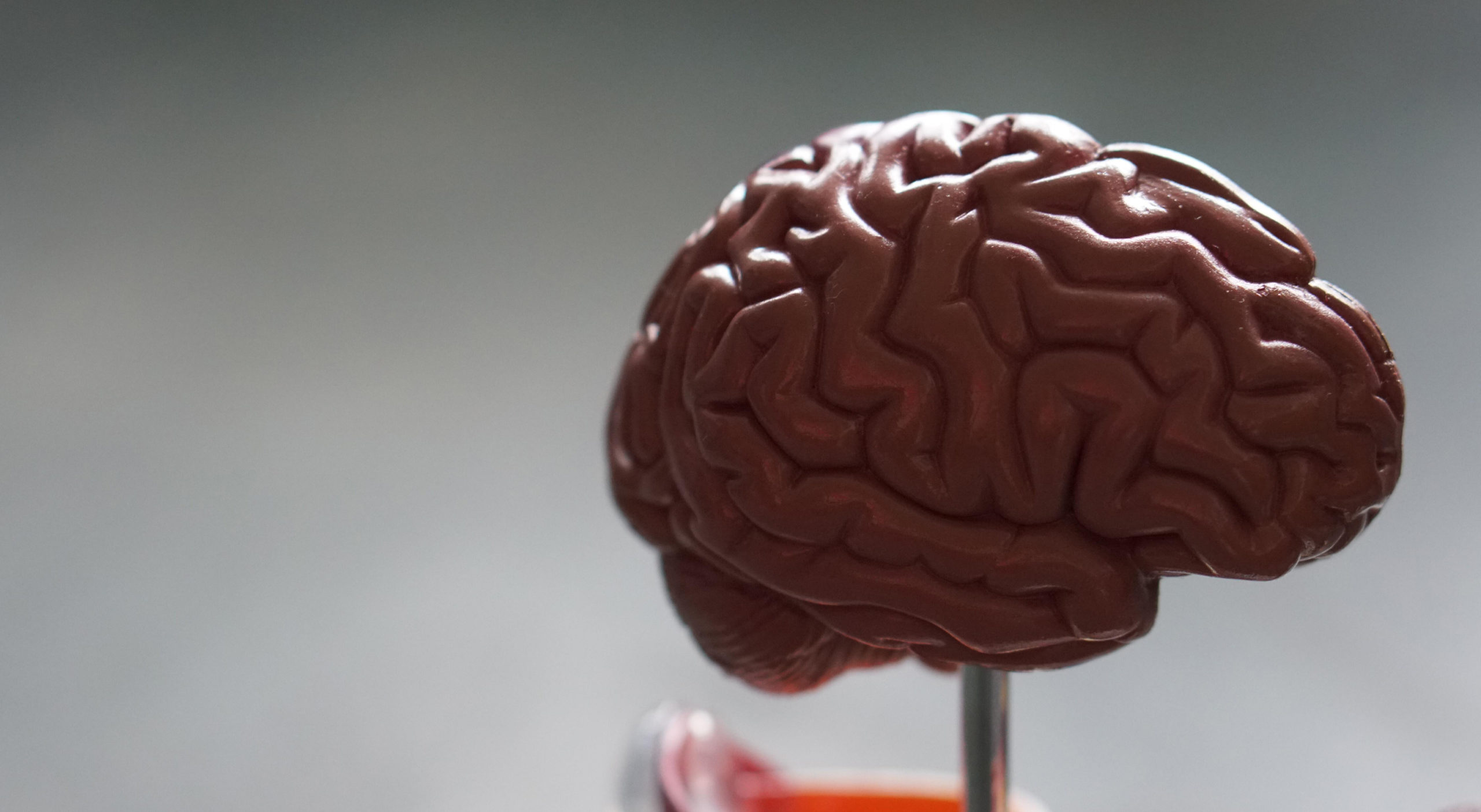 Brain