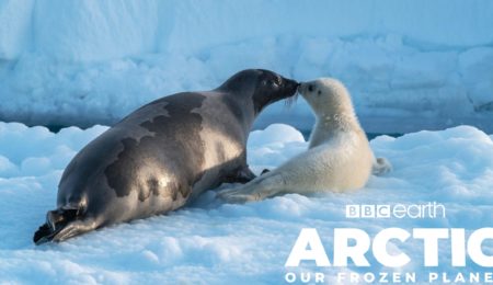 Image of two harp seals from BBC's Arctic: Our Frozen Planet