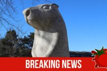 wiarton willie statue